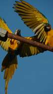 Image of Blue-and-yellow Macaw