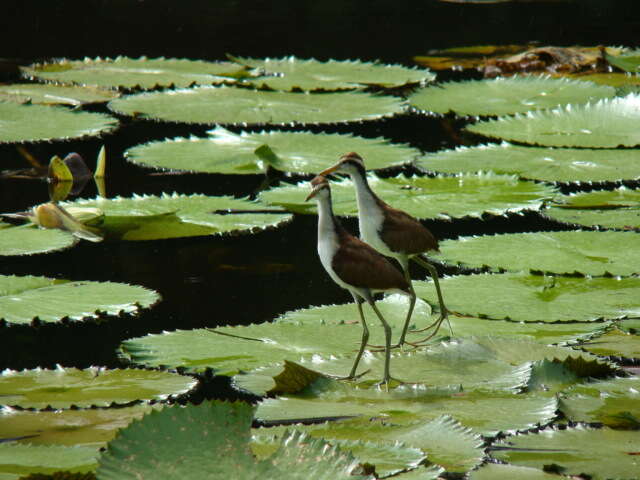 Image of Wattled Jacana