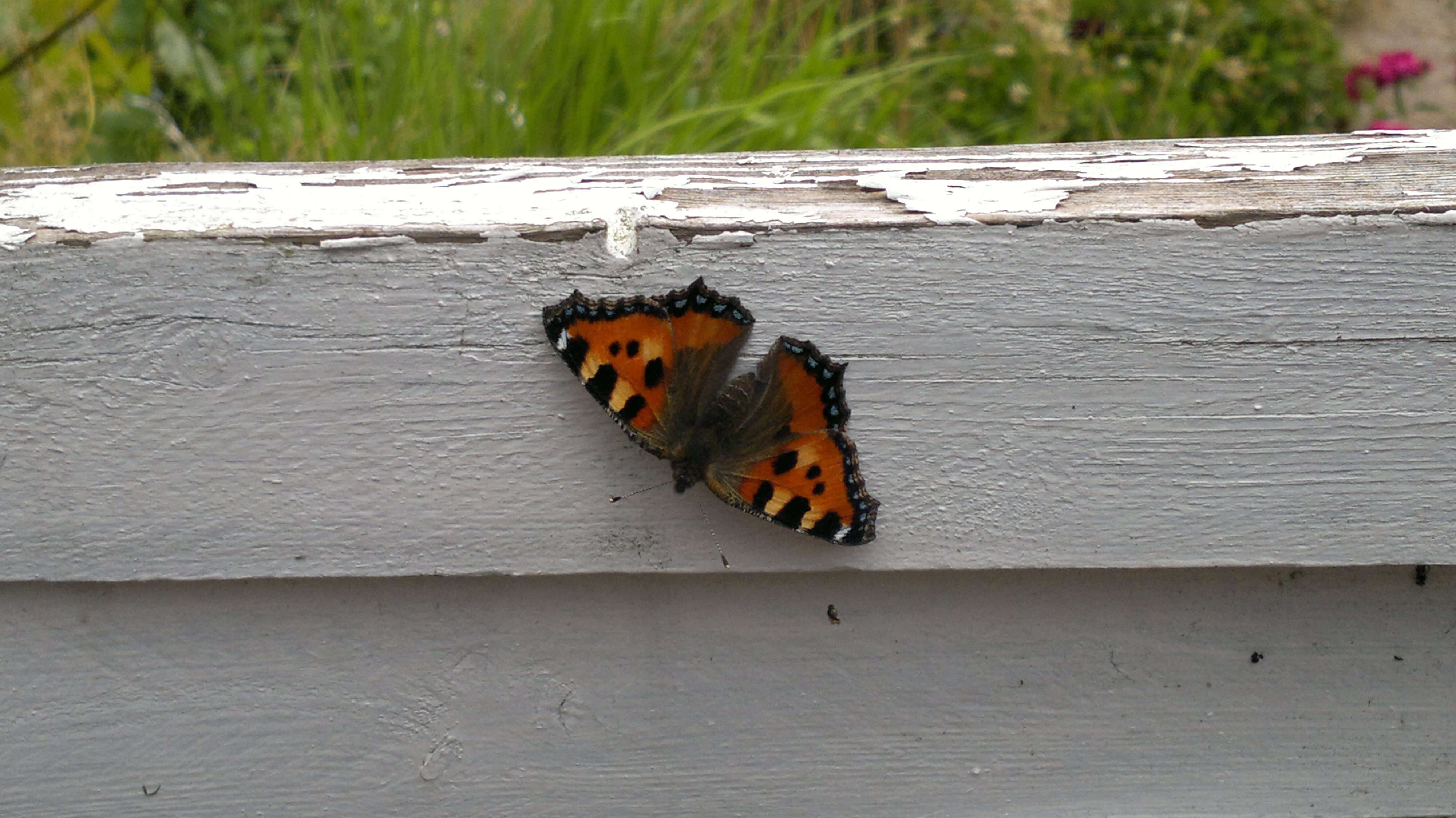 Imagem de Aglais urticae Linnaeus 1758