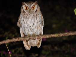 Image of Tropical Screech Owl