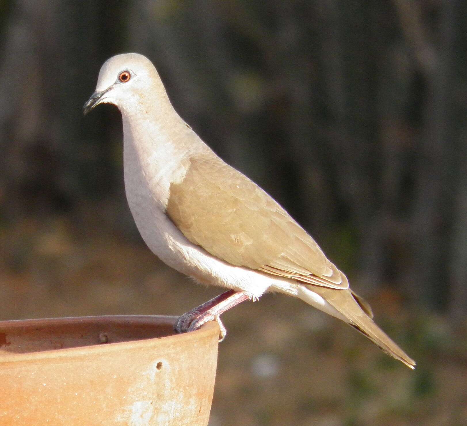 صورة Patagioenas corensis (Jacquin 1784)