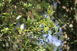 Слика од Cordia americana (L.) Gottschling & J. S. Mill.