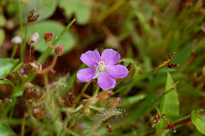 Image of Indian Sundew