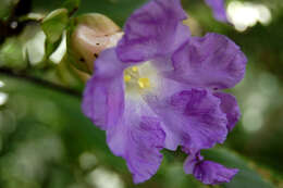 Image of Strobilanthes callosa Wall. ex Nees