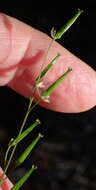 Image of Triglochin bulbosa subsp. bulbosa