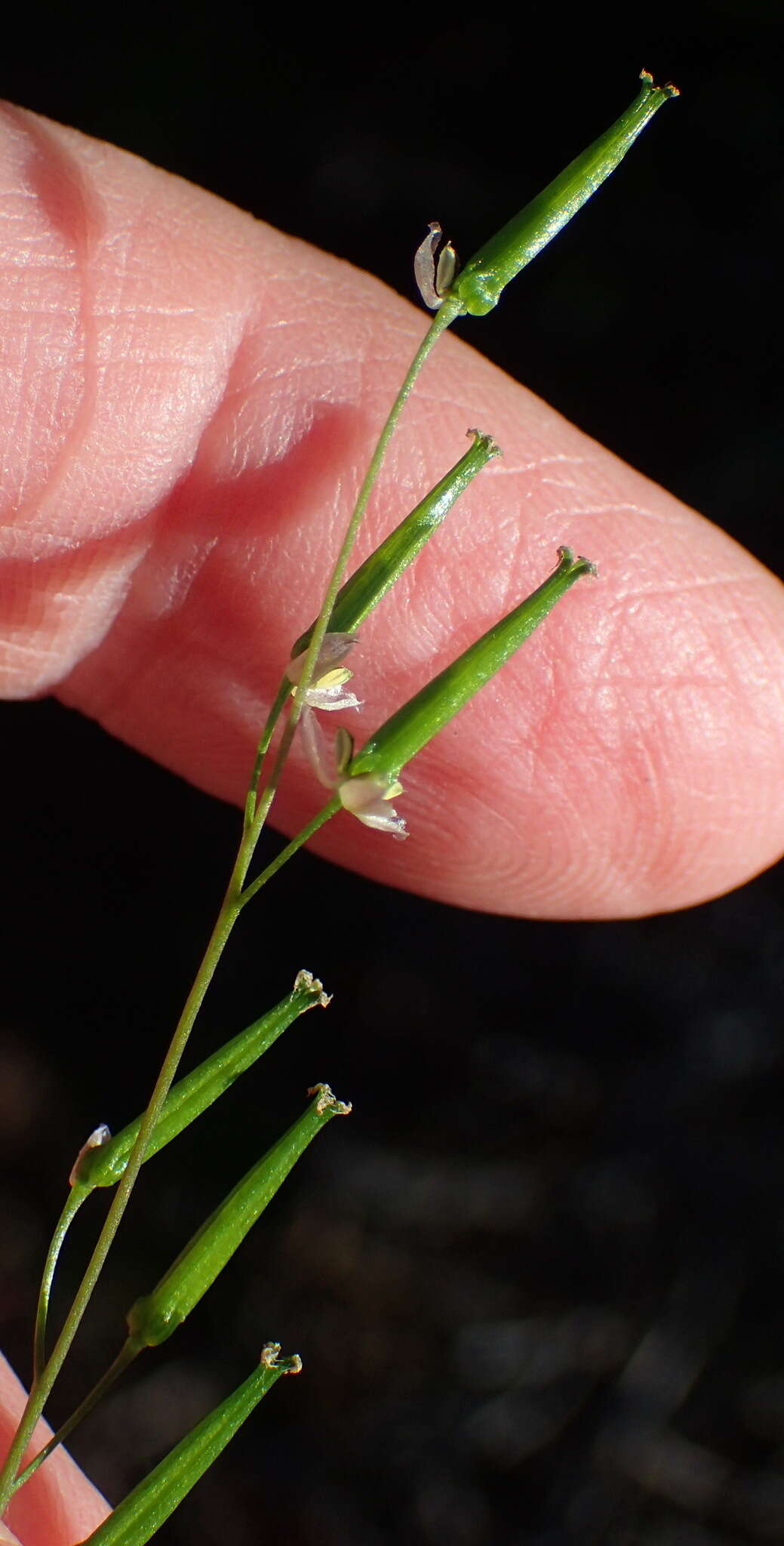 Image of Triglochin bulbosa subsp. bulbosa