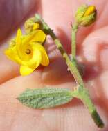 Image of Hermannia cuneifolia var. cuneifolia