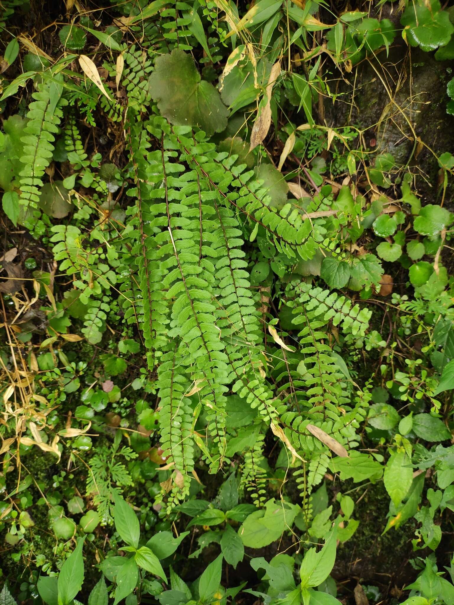 Слика од Asplenium tripteropus Nakai