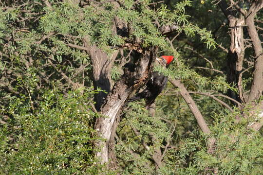 Image of Black-bodied Woodpecker