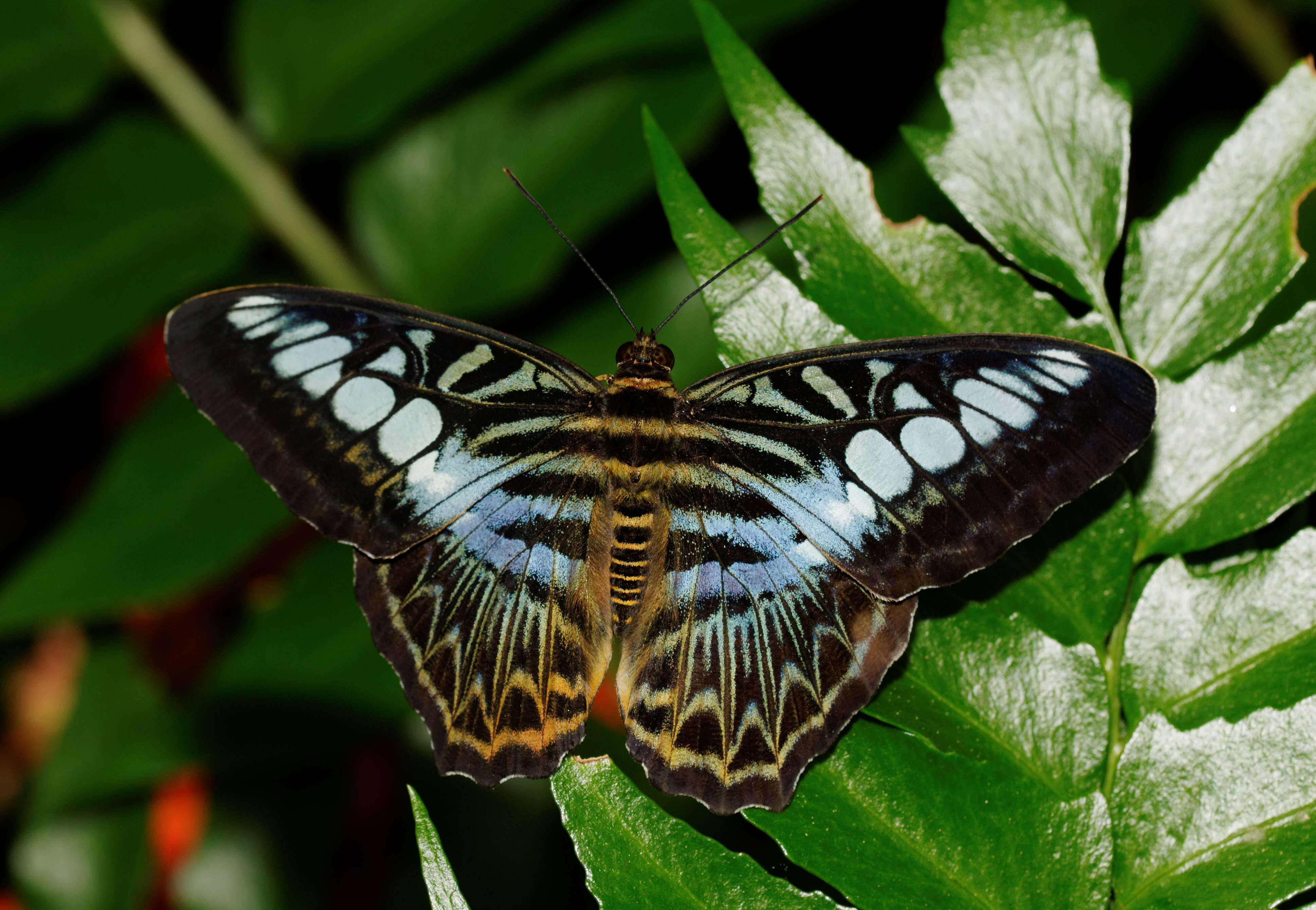 Imagem de Parthenos sylvia