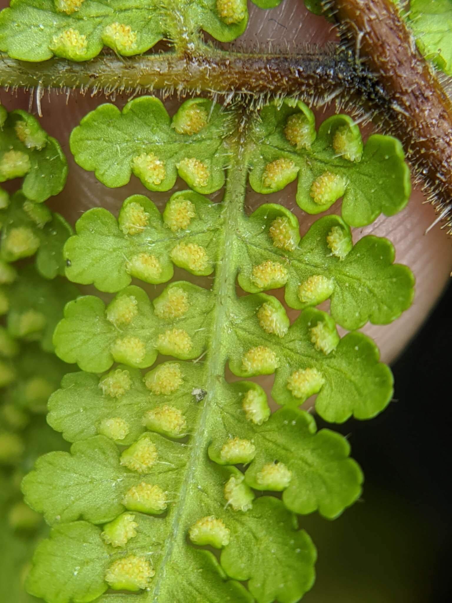 Image of Hypolepis tenuifolia (Forst.) Bernh.