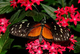 Image of Heliconius hecale Fabricius 1775