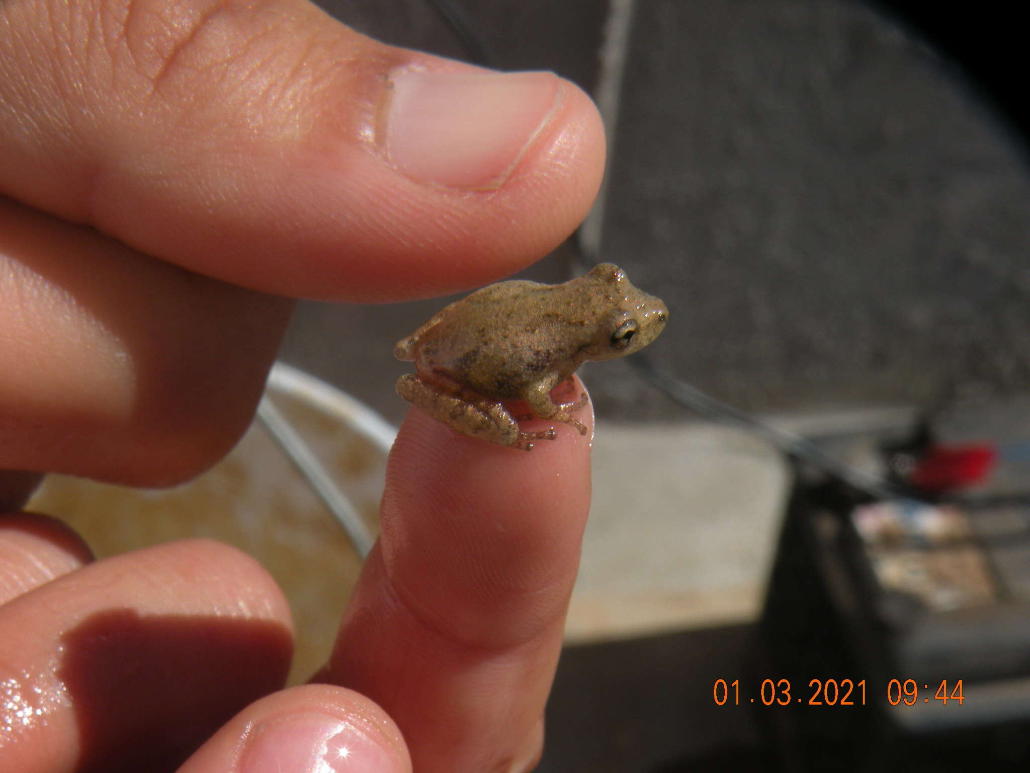 Image of Scinax granulatus (Peters 1871)