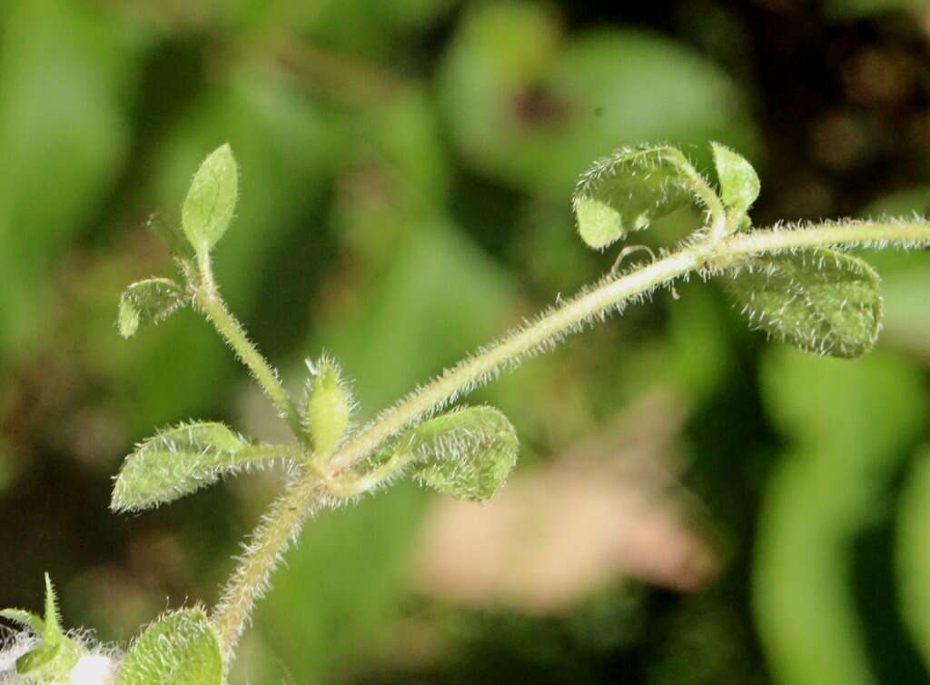 Imagem de Leptostigma breviflorum I. Thomps.