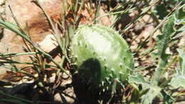 Image of South African Spiny Cucumber