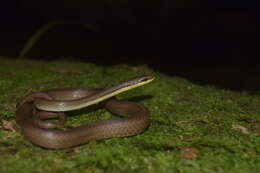 Image of Malayan Ringneck