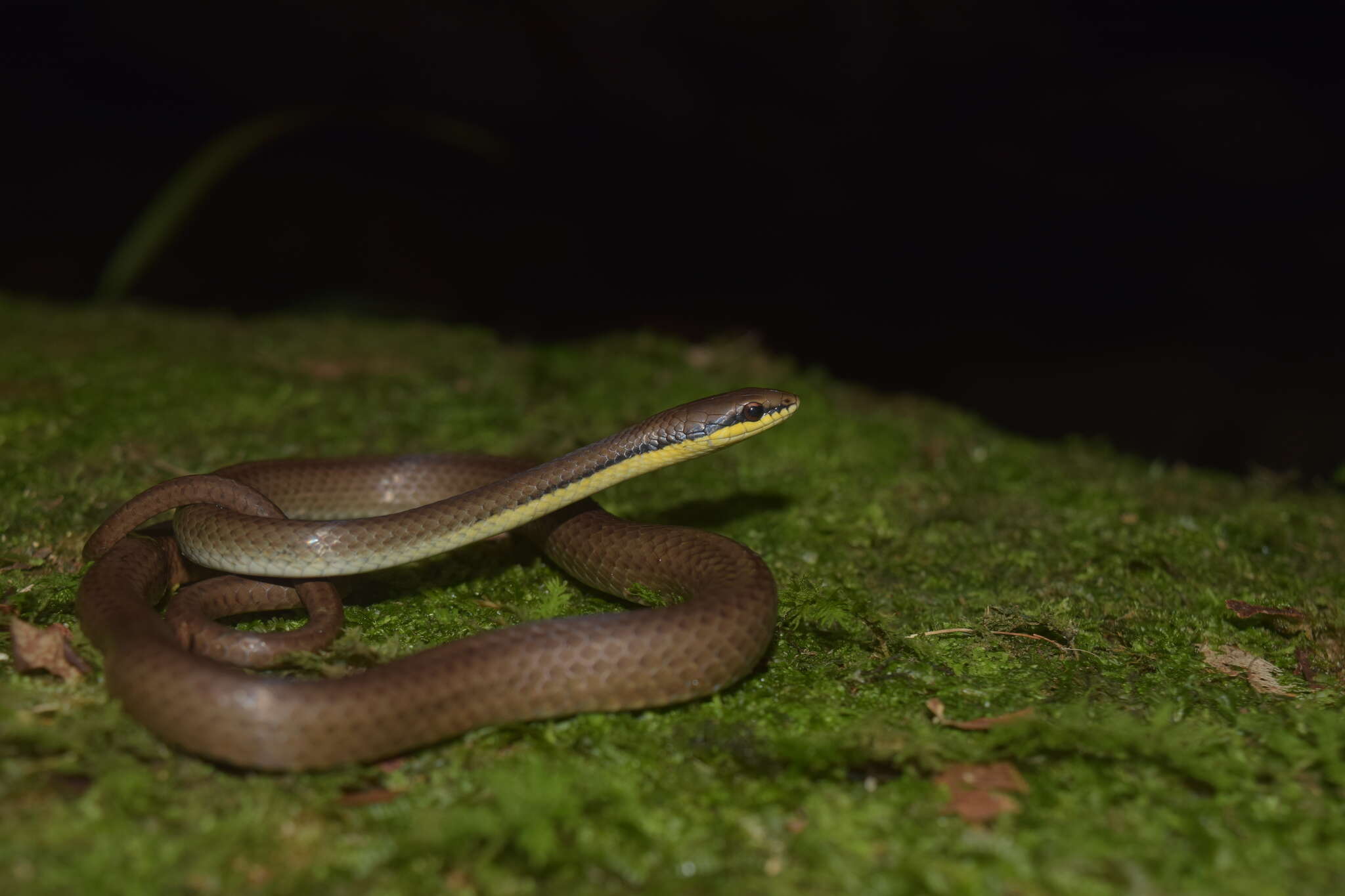 صورة Liopeltis tricolor (Schlegel 1837)