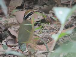 Plancia ëd Pitta brachyura (Linnaeus 1766)