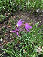 Plancia ëd Dodecatheon jeffreyanum subsp. jeffreyanum