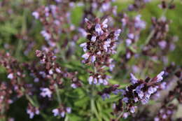 Imagem de Salvia officinalis L.