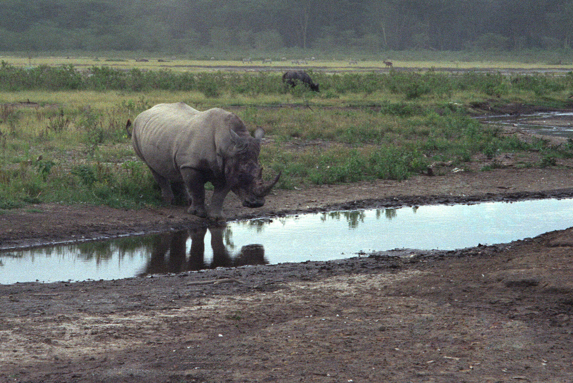 Image of Ceratotherium simum simum