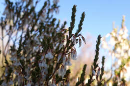 Image of Leucopogon woodsii F. Muell.