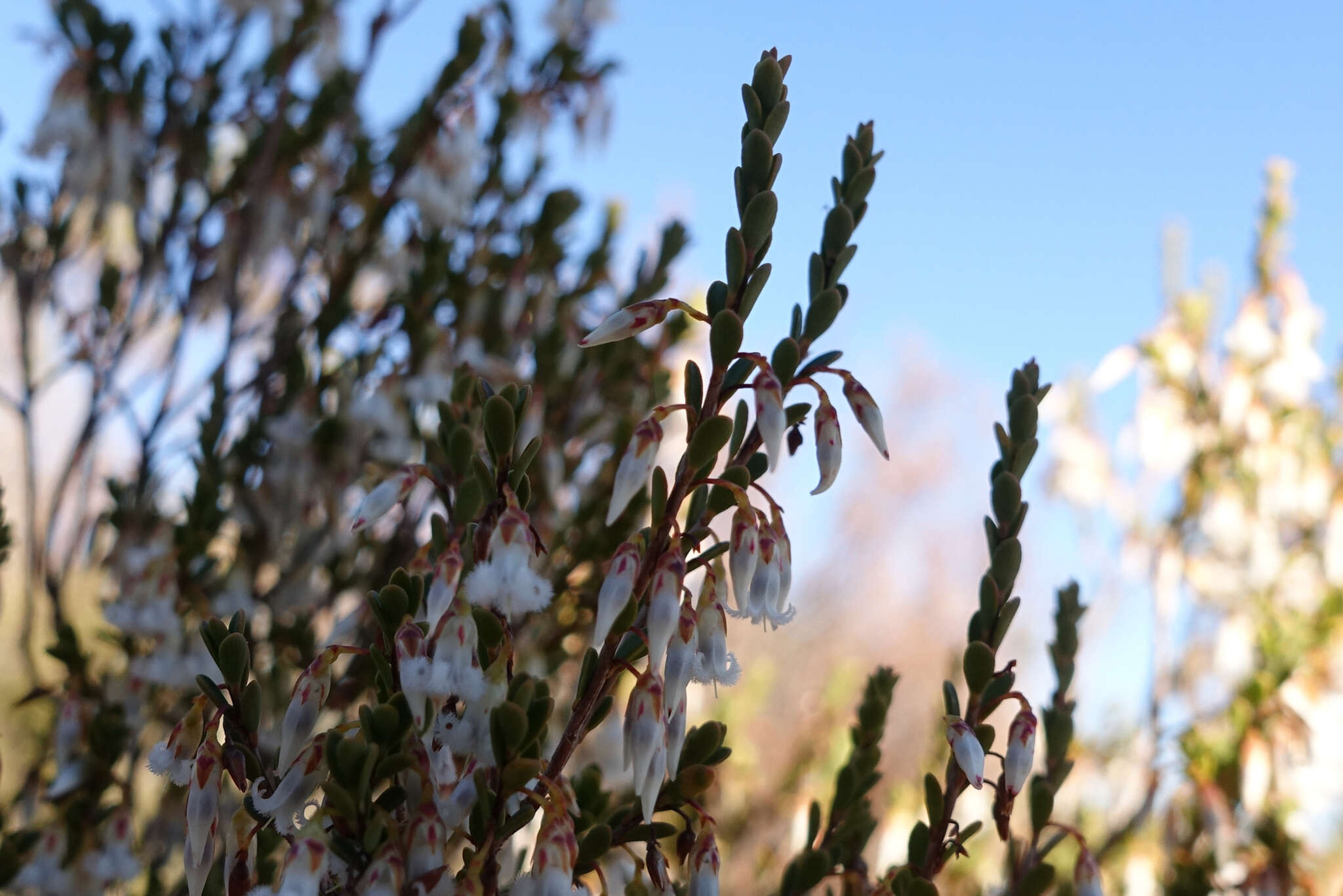 Image of Leucopogon woodsii F. Muell.