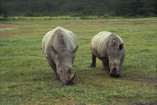 Image of Ceratotherium simum simum