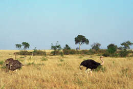 Image of Masai ostrich