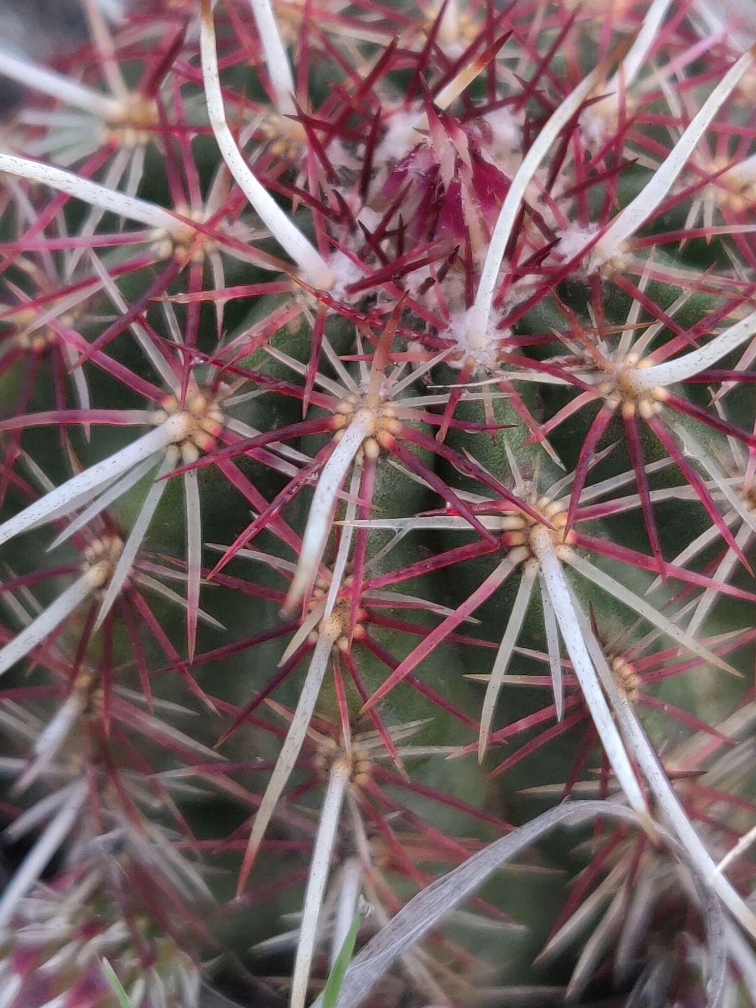 Image de Echinocereus viridiflorus subsp. viridiflorus