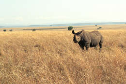 Image of Black Rhinoceros