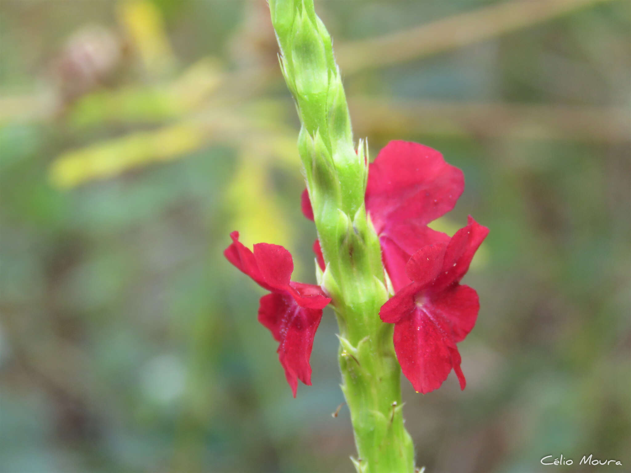 Image de Stachytarpheta sessilis Moldenke