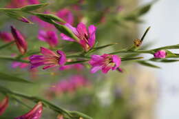 Image of Common Sword Lily