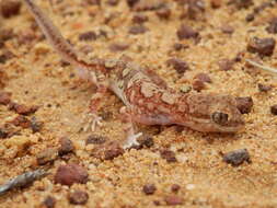 Image of Main's Ground Gecko