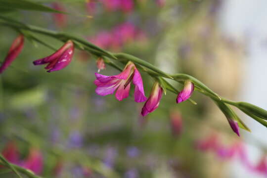 Image of Common Sword Lily