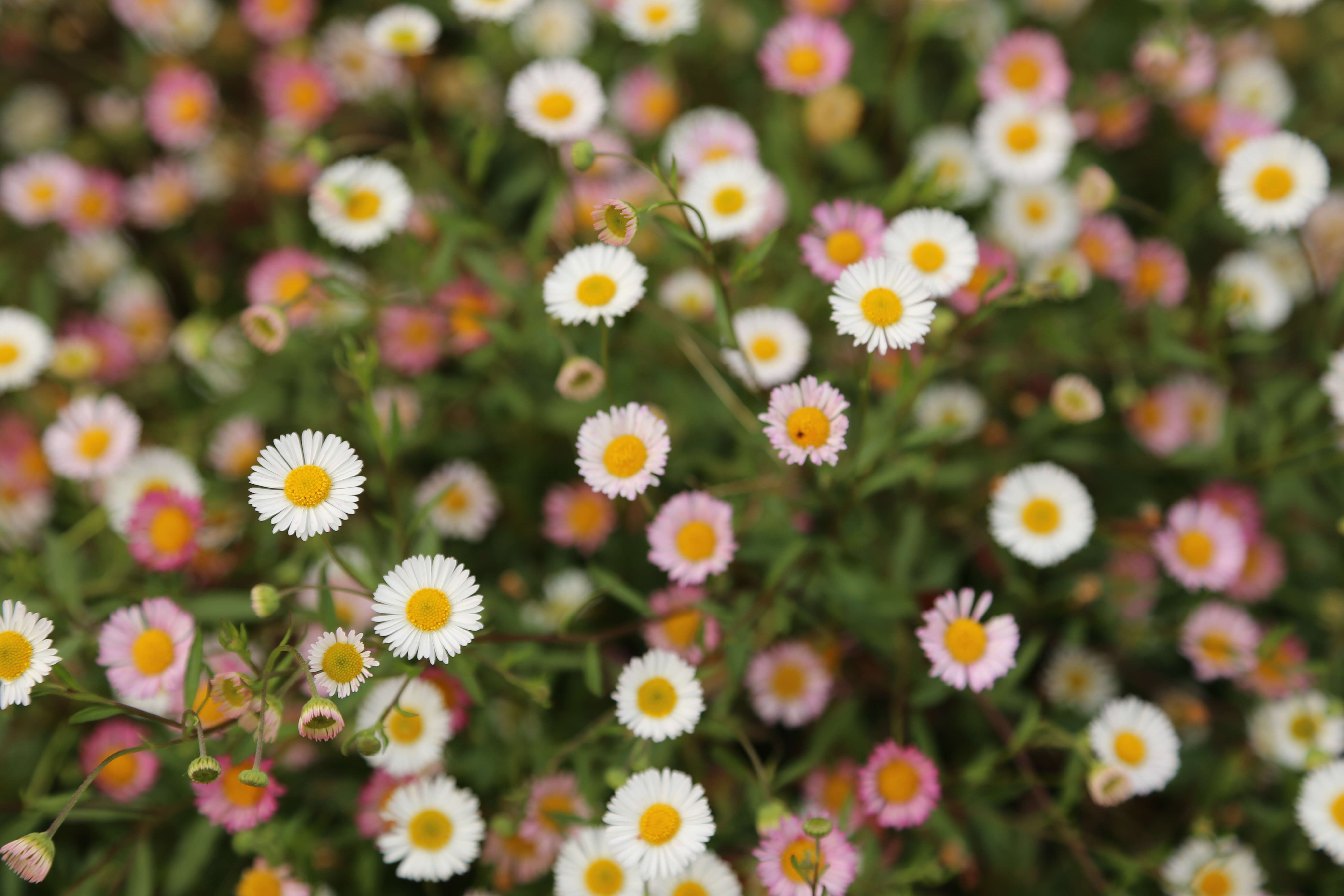 Image of Latin American Fleabane