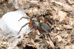 صورة Gnaphosa bicolor (Hahn 1833)