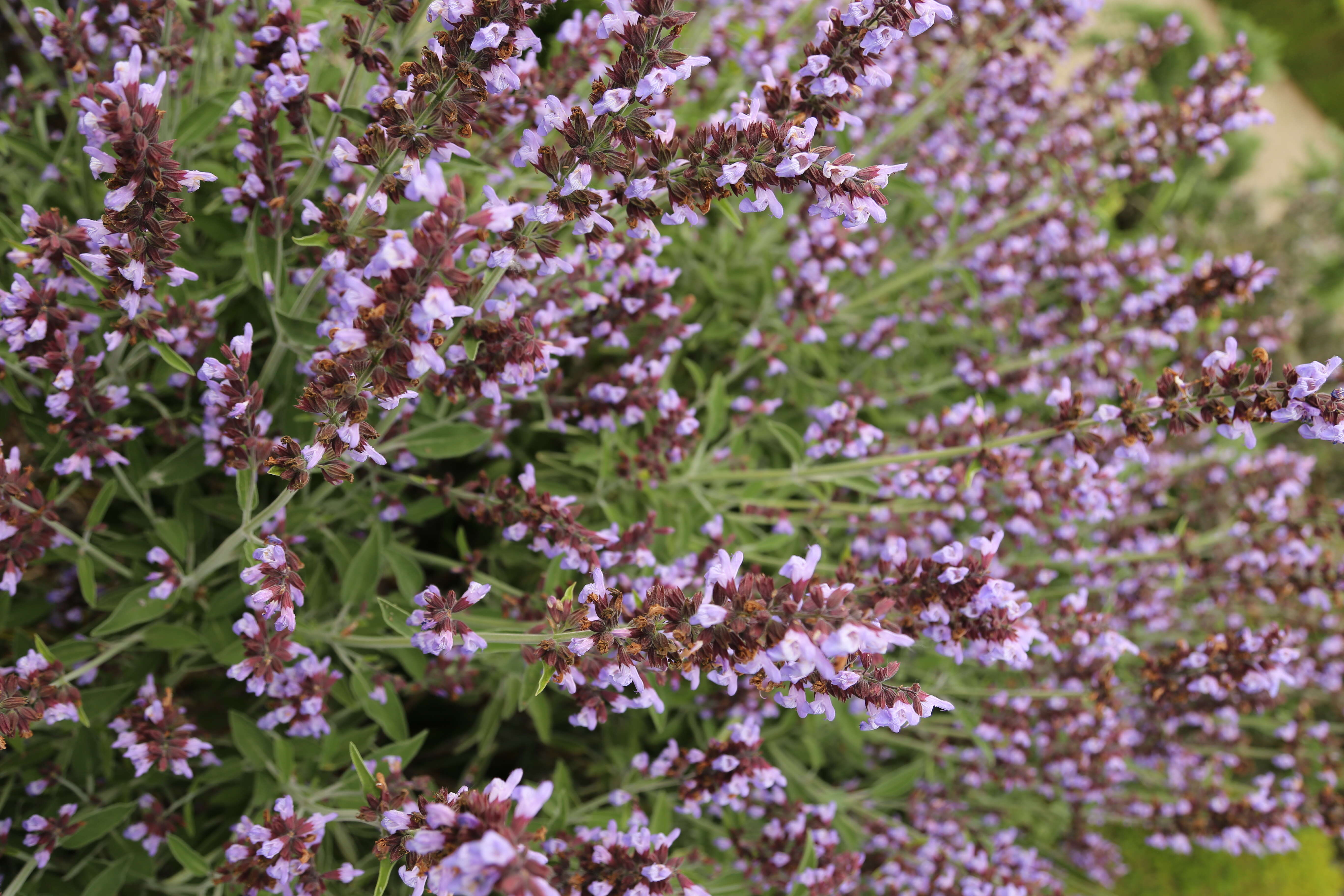 Imagem de Salvia officinalis L.