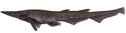 Image of Bigfin Catshark