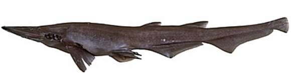 Image of Bigfin Catshark