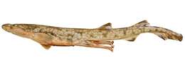 Image of Gulf Catshark