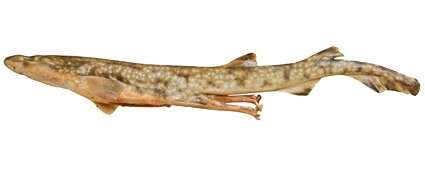 Image of Gulf Catshark