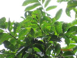 Image of Guarea macrophylla M. Vahl