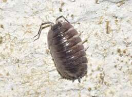 Image of Porcellio obsoletus Budde-Lund 1885