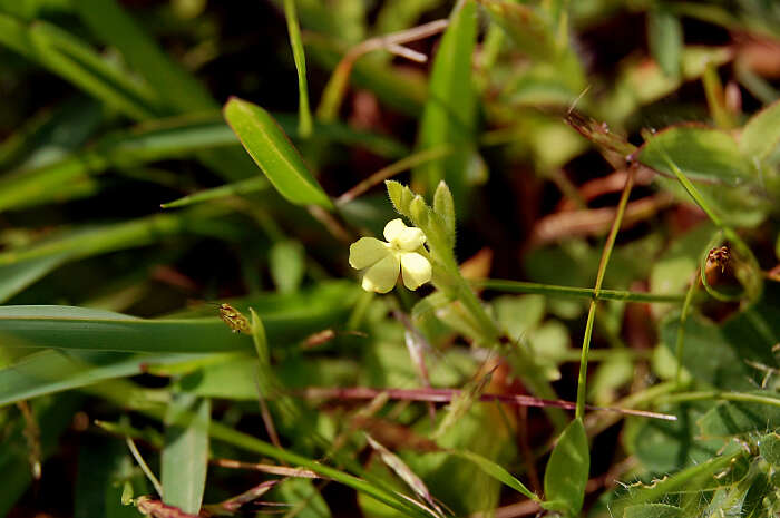 Image of Asiatic witchweed