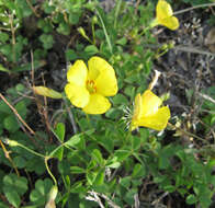 Image of tufted yellow woodsorrel