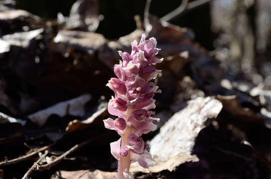 Image of common toothwort