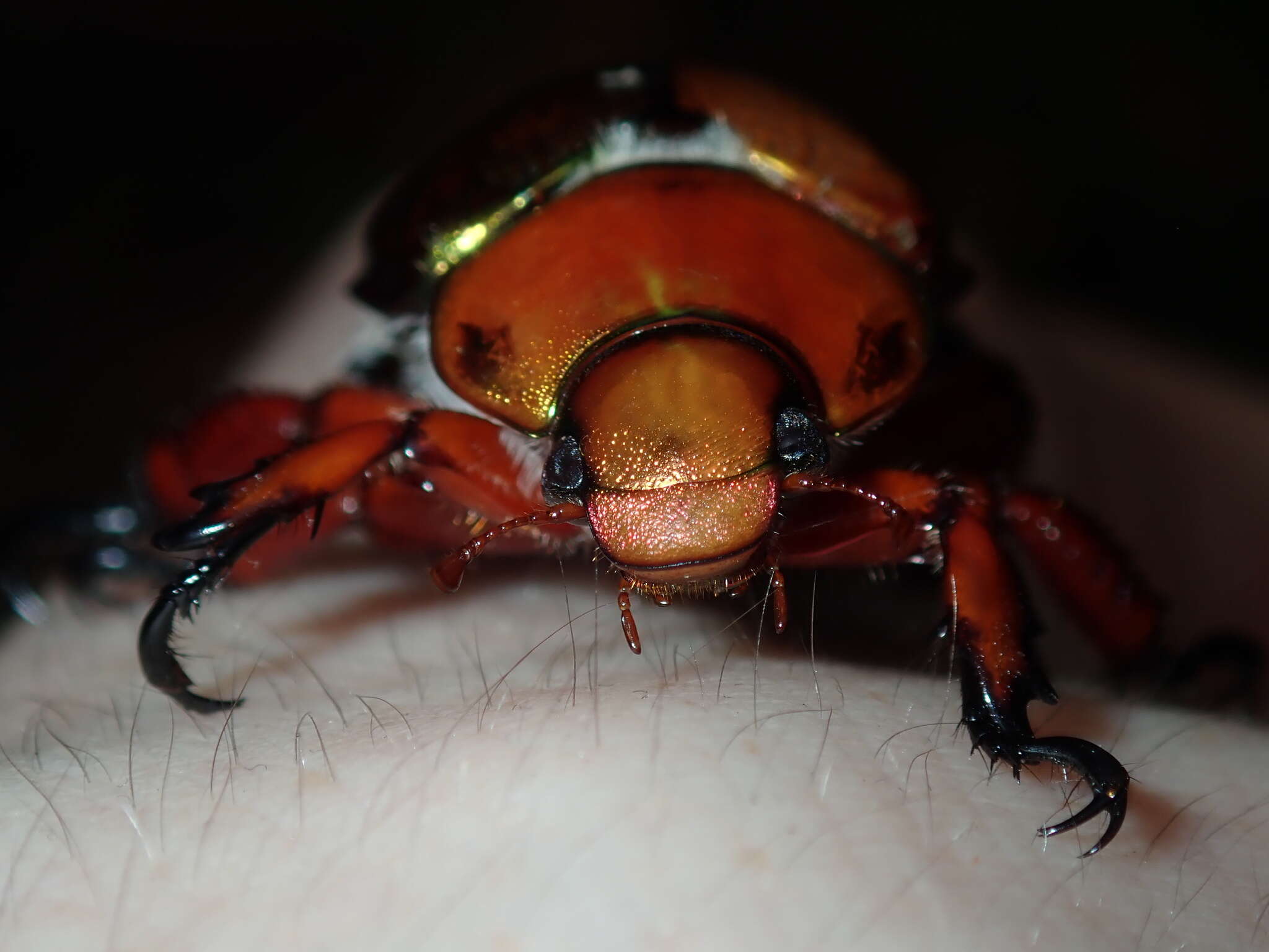 Image of King Beetle