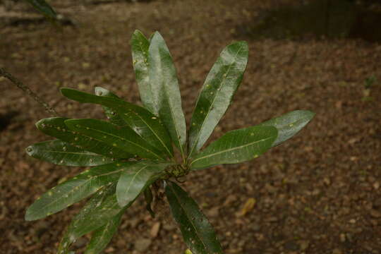 Image of Madhuca neriifolia (Moon) H. J. Lam