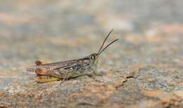 Image of Chorthippus (Glyptobothrus) saulcyi subsp. daimei (Azam 1893)